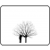 Russian Hawthorne - Outline©Arbortanics Inc.