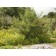 Russian Hawthorne-Summer ©photo ArborTanics Inc.