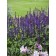 Photo Courtesy of Ball Horticultural Company