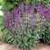 Photo Courtesy of Walter's Gardens Inc.