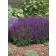 Photo Courtesy of Ball Horticultural Company