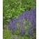 Photo Courtesy of Ball Horticultural Company