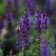 Image Copyright Arbortanics Inc