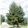 Scotch Pine...©photo ArborTanics Inc.