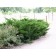 Sea Green Juniper...©photo ArborTanics Inc.