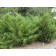 Sea Green Juniper...©photo ArborTanics Inc.