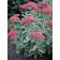Photo Courtesy of Bailey Nurseries Inc.