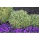 Photo Courtesy of Ball Horticultural Company