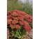 Photo Courtesy of Bailey Nurseries Inc.