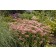 Photo Courtesy of Ball Horticultural Company