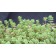 Photo Courtesy of Ball Horticultural Company