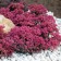 Photo Courtesy of Chris Hansen - Garden Solutions, LLC