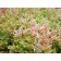 Tricolor Sedum© photo ArborTanics Inc