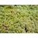 Tricolor Sedum© photo ArborTanics Inc
