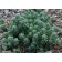 Photo Courtesy of Plant Select®