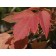 SENSATION BOXELDER MAPLE ©photo ArborTanics Inc.