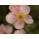 September Charm WIndlfower...©photo ArborTanics Inc.