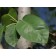 ROBIN HILL SERVICEBERRY ©photo by ArborTanics inc.