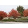 AUTUMN BRILLIANCE SERVICEBERRY -Clump ©photo by ArborTanics inc.