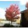 AUTUMN BRILLIANCE SERVICEBERRY ©photo by ArborTanics inc.