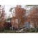 ROBIN HILL SERVICEBERRY - Fall ©photo by ArborTanics inc.