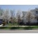 ROBIN HILL SERVICEBERRY ©photo by ArborTanics inc.