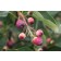 Photo Courtesy of Bailey Nurseries Inc.