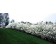 Photo Courtesy of Bailey Nurseries Inc.