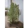 Photo Courtesy of Bailey Nurseries Inc.