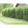SHADBLOW SERVICEBERRY-Hedge ©photo ArborTanics Inc.