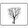Shademaster Honeylocust - Outline