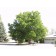 Shademaster Honeylocust ©photo ArborTanics Inc.