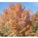 Shantung Maple