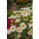 Photo Courtesy of Ball Horticultural Company