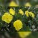 Image Courtesy Plant Select