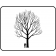 SILVER COTTONWOOD ©outline by ArborTanics Inc.
