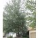 SILVER COTTONWOOD ©photo ArborTanics Inc.