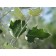 SILVER COTTONWOOD-Leaf ©photo ArborTanics Inc.