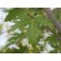 Silver Maple ©photo ArborTanics Inc.