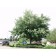 Silver Maple ©photo ArborTanics Inc.