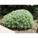 Silver Mound Sage...©photo ArborTanics Inc.