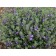 Photo Courtesy of Plant Select®