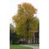 Skyline Honeylocust-mature ©photo ArborTanics Inc.