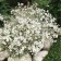 Photo Courtesy of Syngenta Flowers