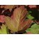Snowball Bush Viburnum-fall...©photo ArborTanics Inc.