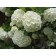 Snowball Bush Viburnum...©photo ArborTanics Inc.