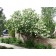 Snowball Bush Viburnum...©photo ArborTanics Inc.