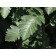 OAKLEAF MOUNTAIN ASH -Summer Leaf ©photo ArborTancis Inc.