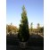 Spartan Juniper (24" Box 8-10 ft.)