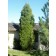 Spartan Juniper ©photo ArborTanics Inc.